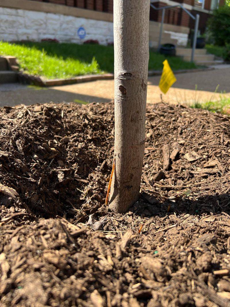 Mulch Without Covering The Trunk Mulch Without Covering The Trunk