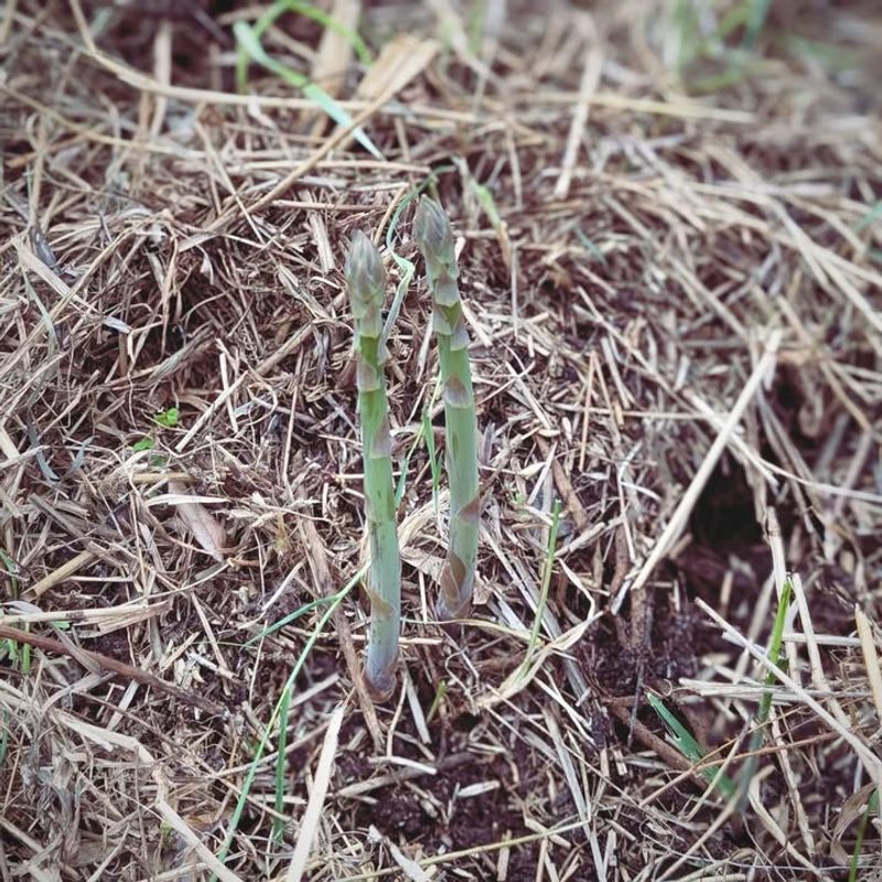 Mulching Supports Early Growth