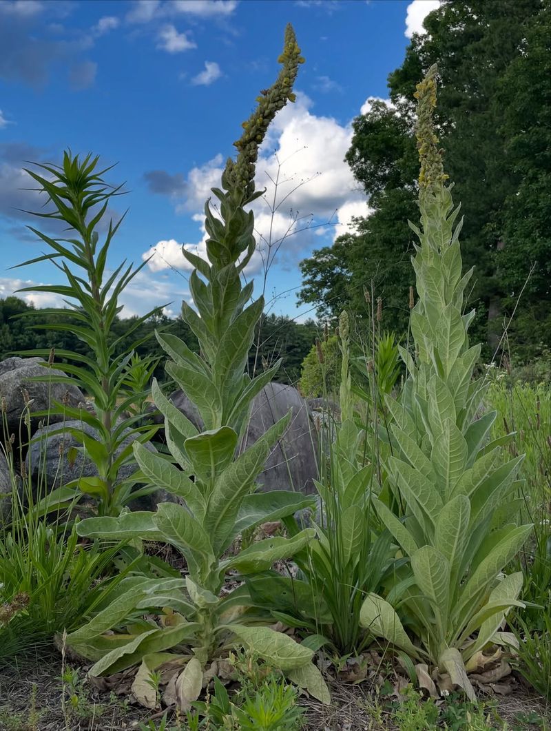 Mule Fat Fills Damp Edges Better Than Weeds