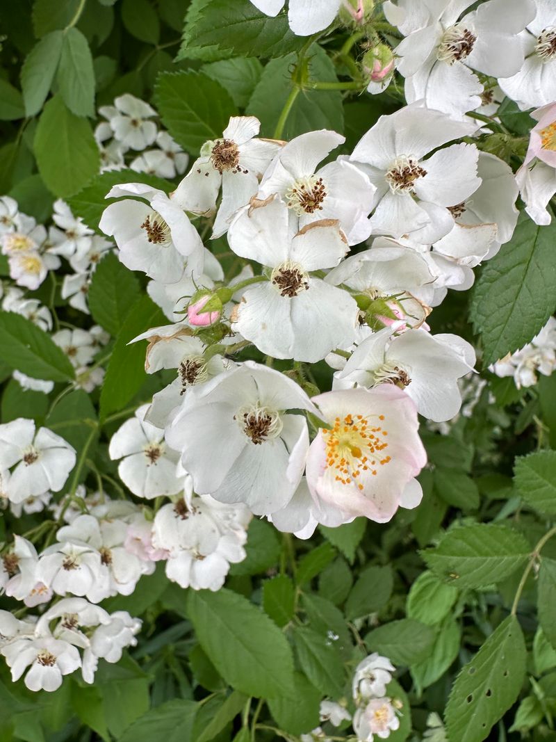 Multiflora Rose Is An Invasive North Carolina Shrub Multiflora Rose Is An Invasive North Carolina Shrub