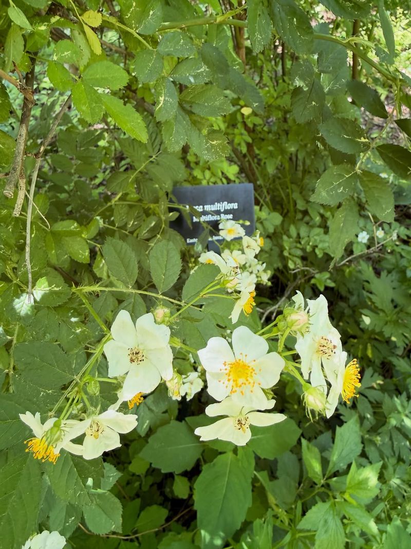Multiflora Rose (Rosa Multiflora)