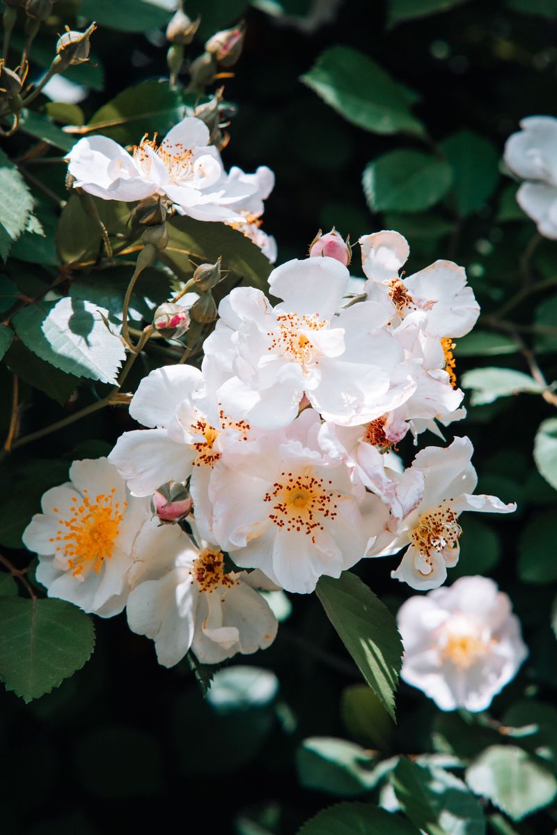 Multiflora Rose
