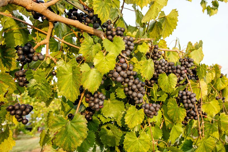 Muscadine Grape