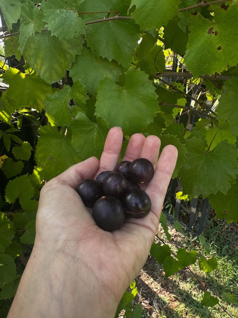 Muscadine Grapes