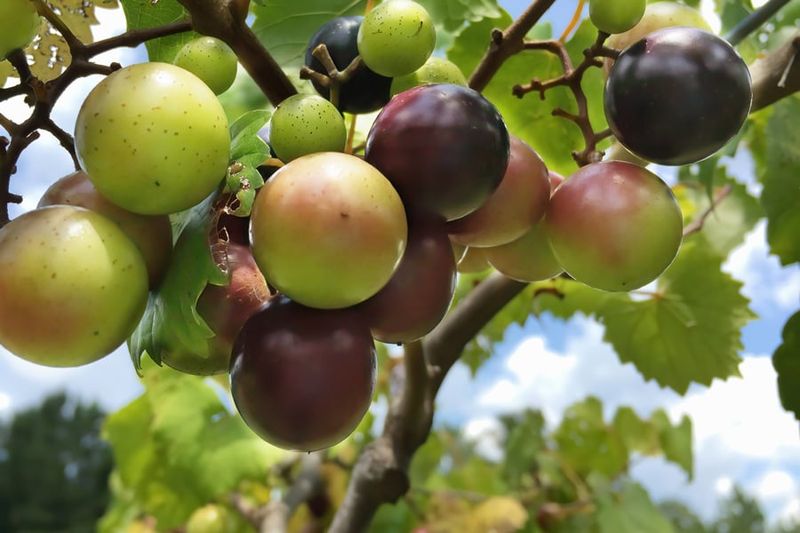 Muscadines Are Easier Than Many Bunch Grapes In Georgia Muscadines Are Easier Than Many Bunch Grapes In Georgia