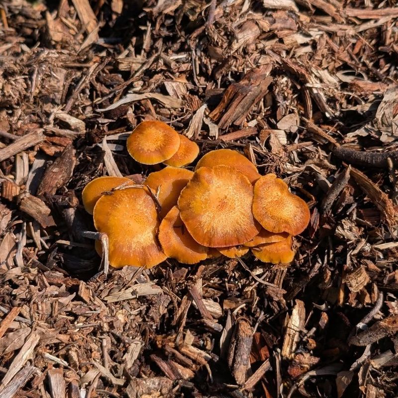 Mushrooms In Mulch Signal Hidden Moisture Mushrooms In Mulch Signal Hidden Moisture