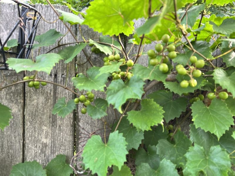 Mustang Grape For A Rustic Wall Of Green Mustang Grape For A Rustic Wall Of Green