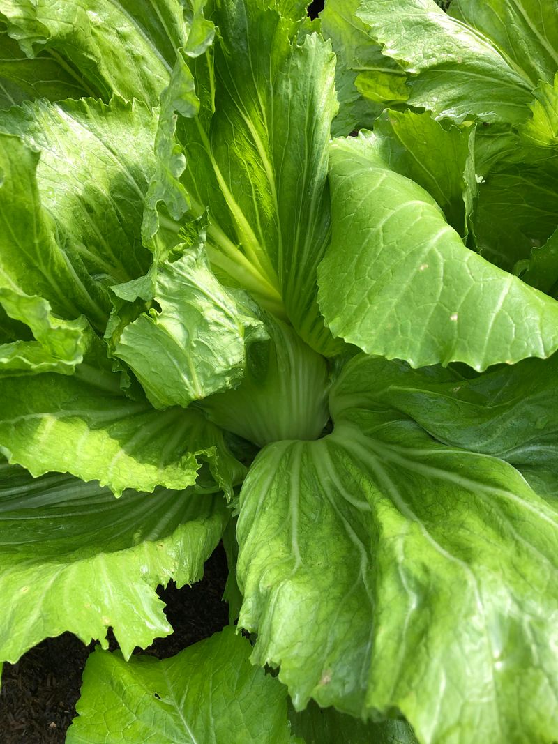 Mustard Greens Bring Speed