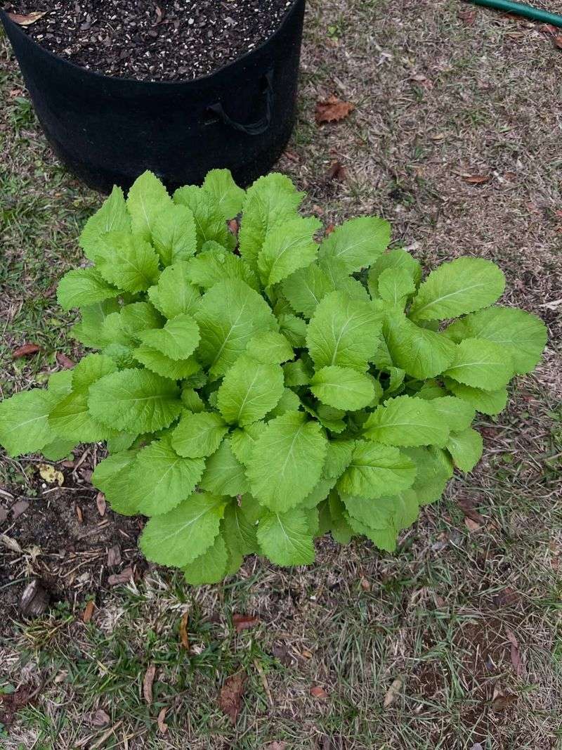 Mustard Greens Fit Beds And Containers Mustard Greens Fit Beds And Containers