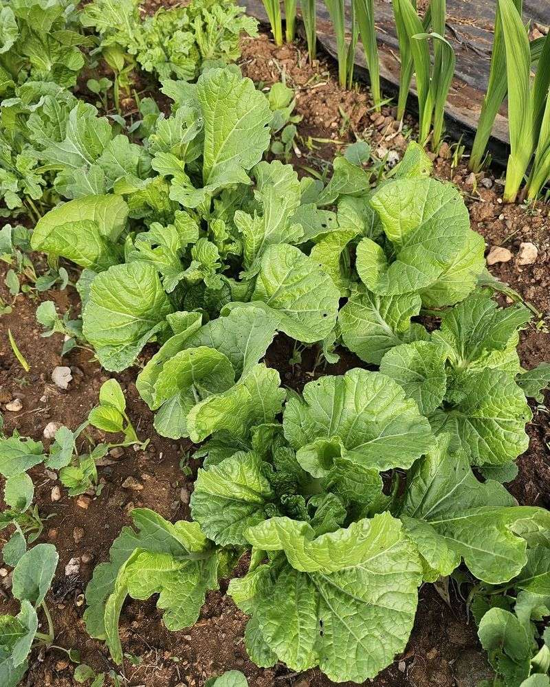Mustard Greens Grow Quickly In Cooling Weather