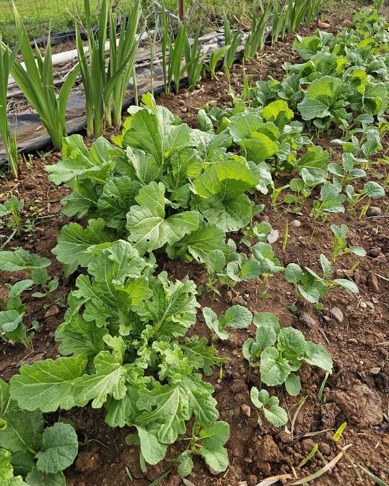 Mustard Greens Tolerate Early Fall Temperature Swings