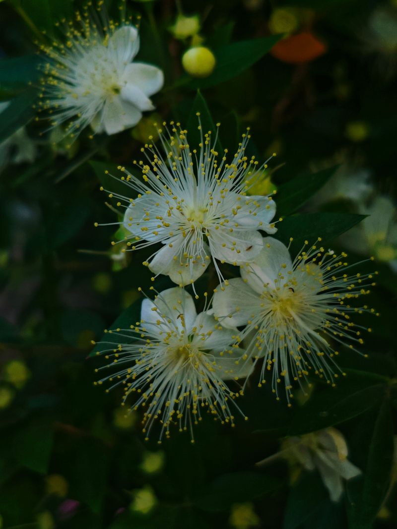 Myrtle (Myrtus Communis)