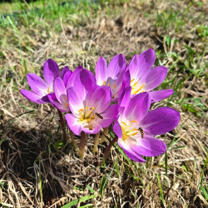 Naked Lady Crocus 