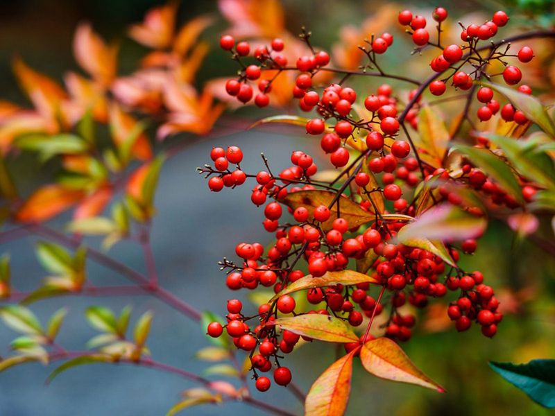 Nandina Berries Can Poison Your Backyard Birds