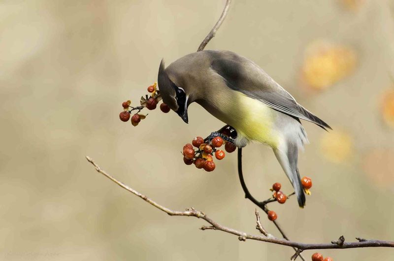 Nandina Can Harm Cedar Waxwings in Large Berry Meals