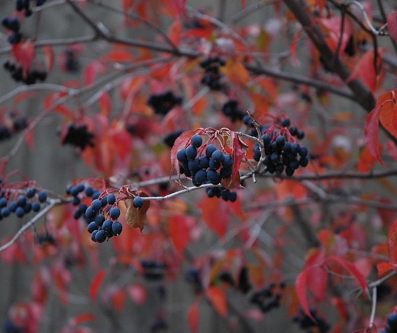 Nannyberry Nannyberry