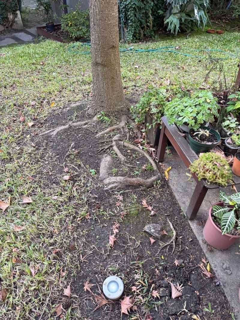 Narrow Parkways Leave Roots Too Little Room