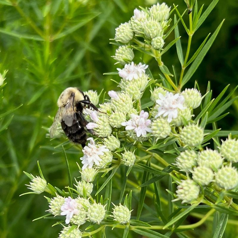 Narrowleaf Mountain Mint Supports Beneficial Insects Narrowleaf Mountain Mint Supports Beneficial Insects