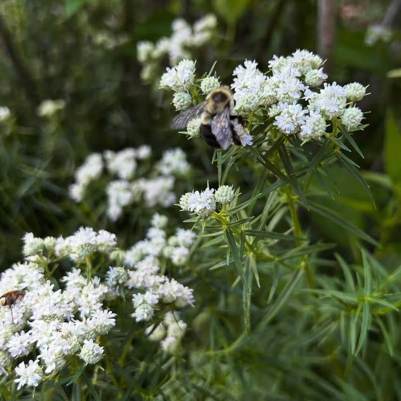 Narrowleaf Mountain Mint Narrowleaf Mountain Mint