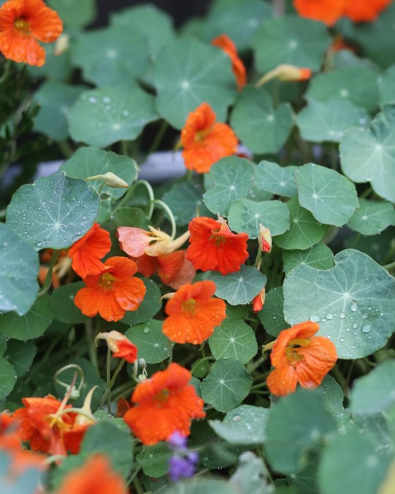 Nasturtiums Nasturtiums