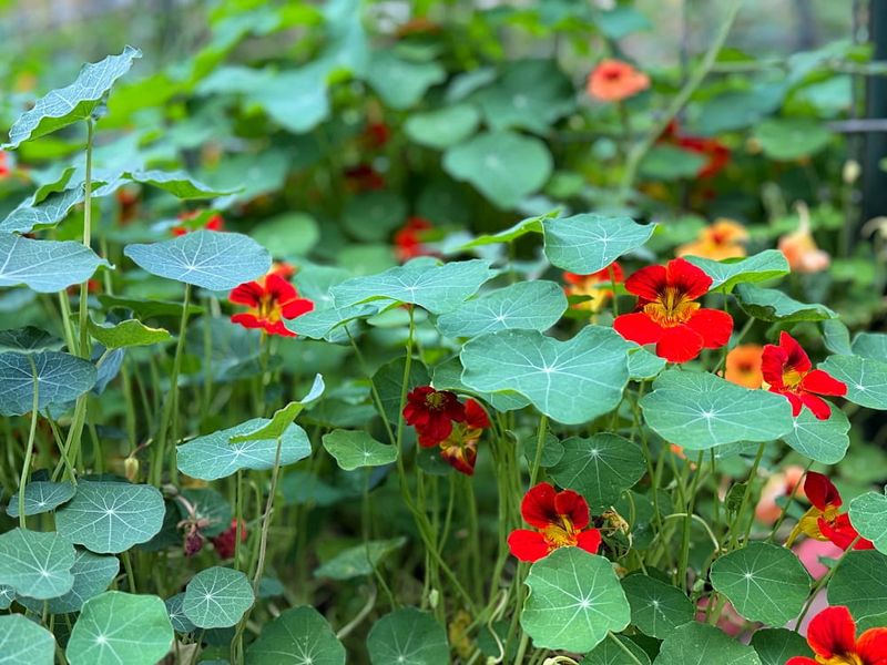 Nasturtiums Bring Edible Flowers To Cool Season Edges Nasturtiums Bring Edible Flowers To Cool Season Edges