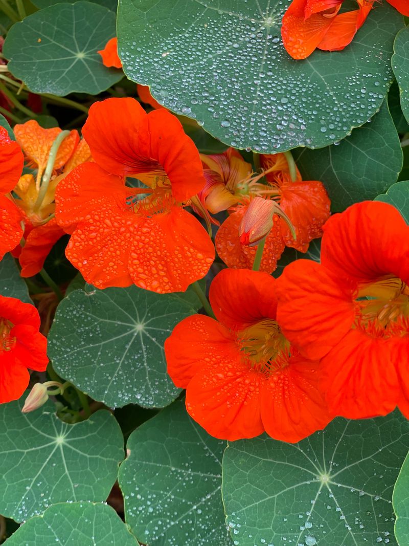Nasturtiums Nasturtiums