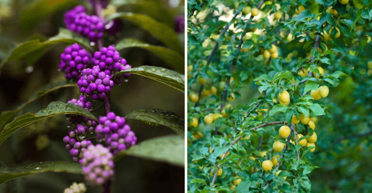 Native Alternatives To Crape Myrtles For Mississippi Fence Lines And Driveways