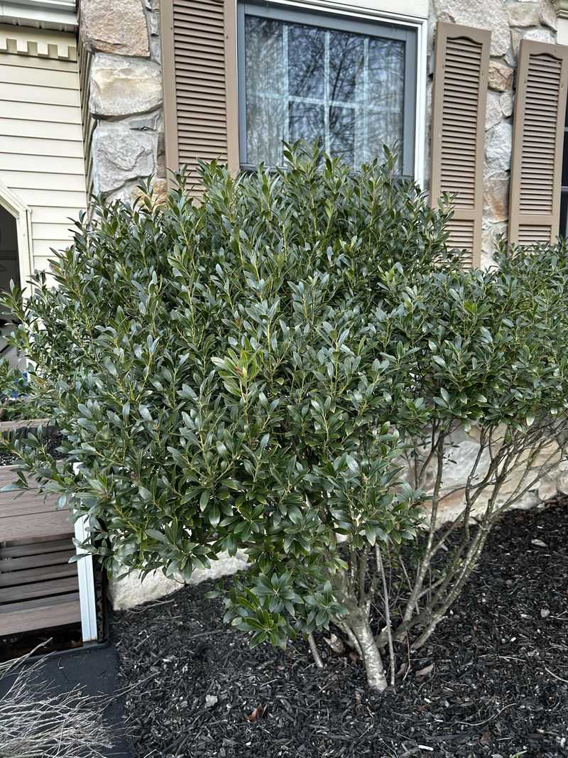 Native Alternatives Worth Planting Instead Native Alternatives Worth Planting Instead