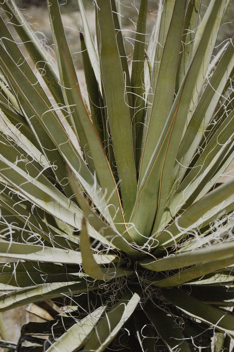 Native And Drought Adapted Plants That Respond Best Native And Drought Adapted Plants That Respond Best