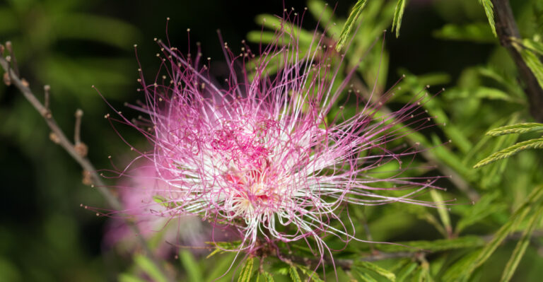plant (featured image)