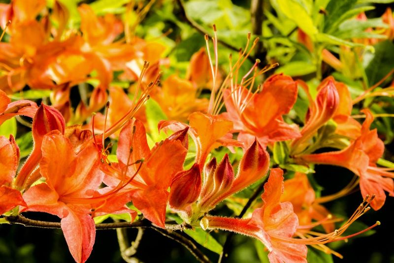 Native Azalea (Piedmont and Flame) Native Azalea (Piedmont and Flame)