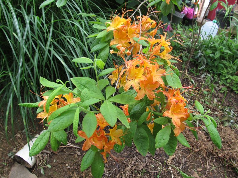 Native Azaleas Support More Pollinators Native Azaleas Support More Pollinators