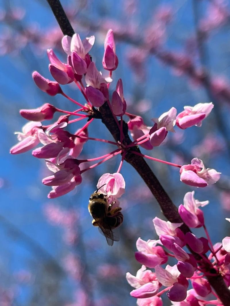 Native Bees Find Steady Nectar Native Bees Find Steady Nectar