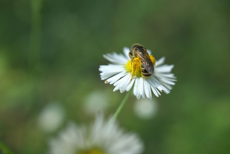 Native Bees In Tennessee Depend On These Wildflowers Native Bees In Tennessee Depend On These Wildflowers