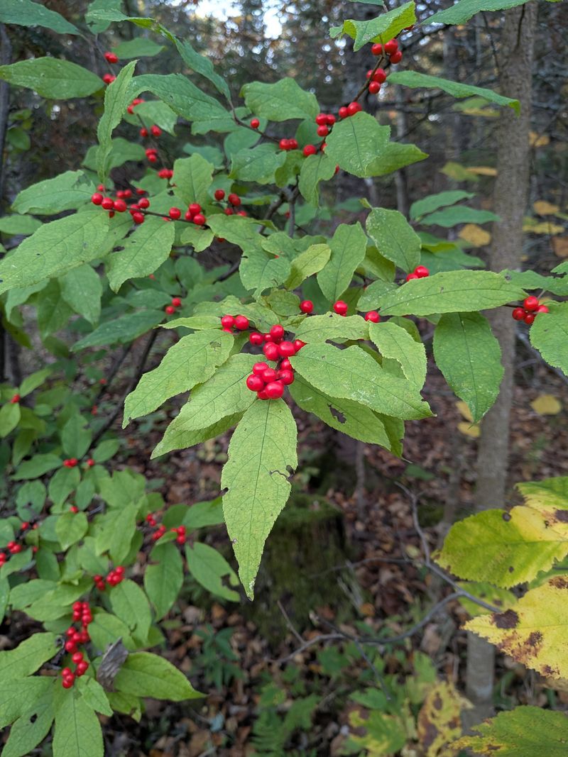 Native Berries Sweeten The Deal Native Berries Sweeten The Deal