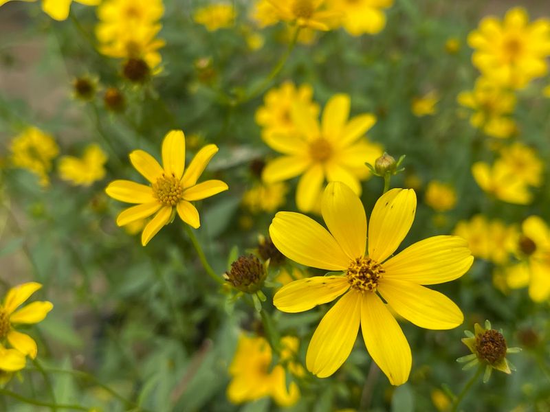 Native Butterfly Flowers In West Melbourne Grows Serious Host Plants Native Butterfly Flowers In West Melbourne Grows Serious Host Plants