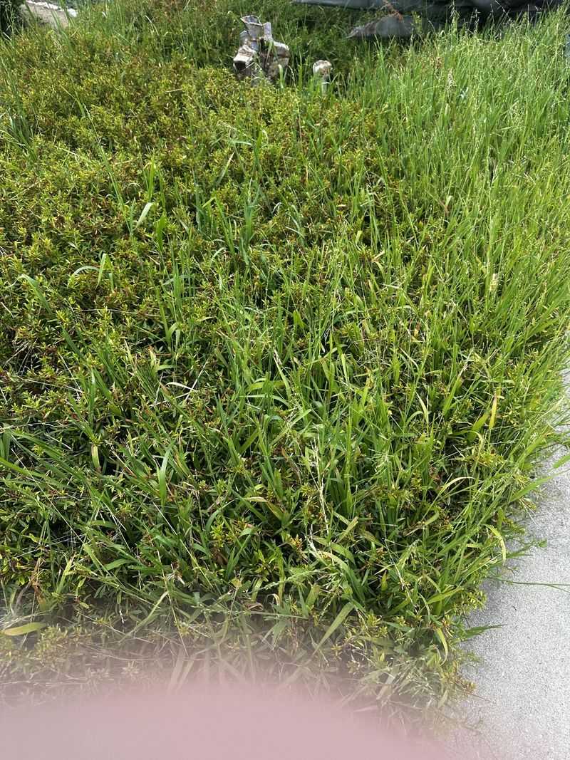 Native California Plants Need An Extra Layer Of Caution Native California Plants Need An Extra Layer Of Caution