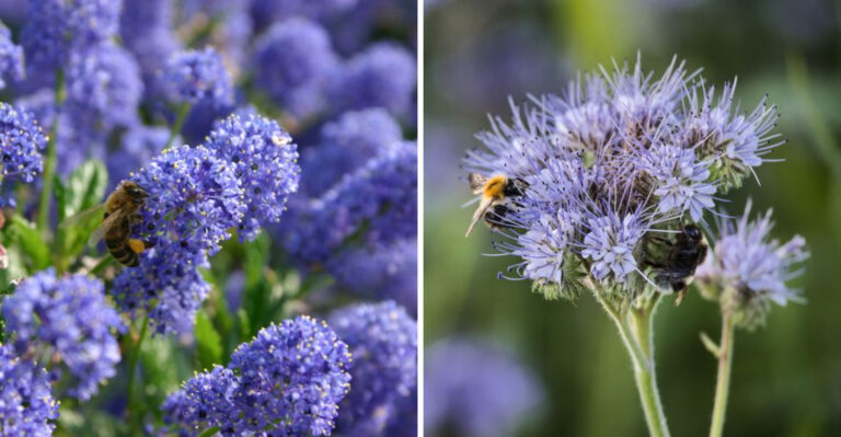 Native California Plants That Support Native Bumblebees In Your Yard