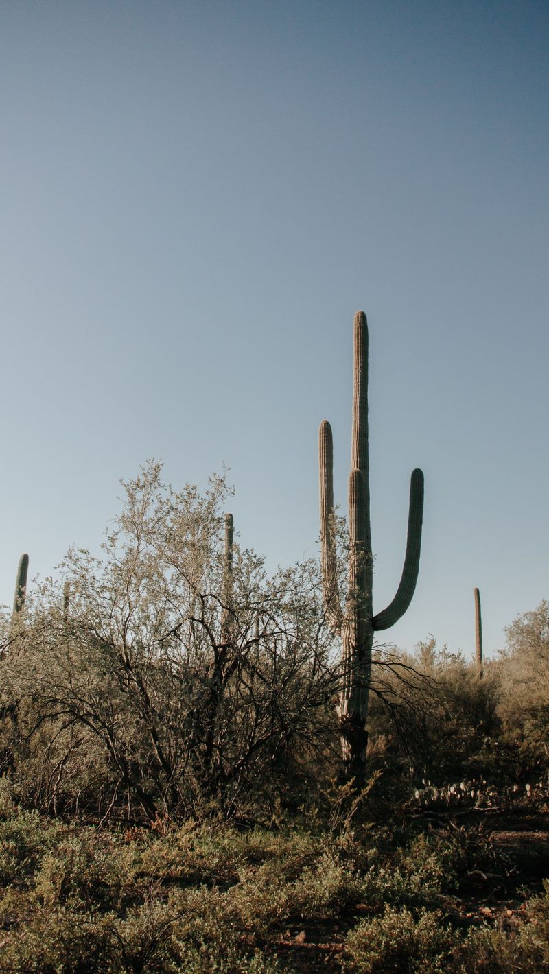 Native Desert Landscaping Instead Of Manicured Lawn