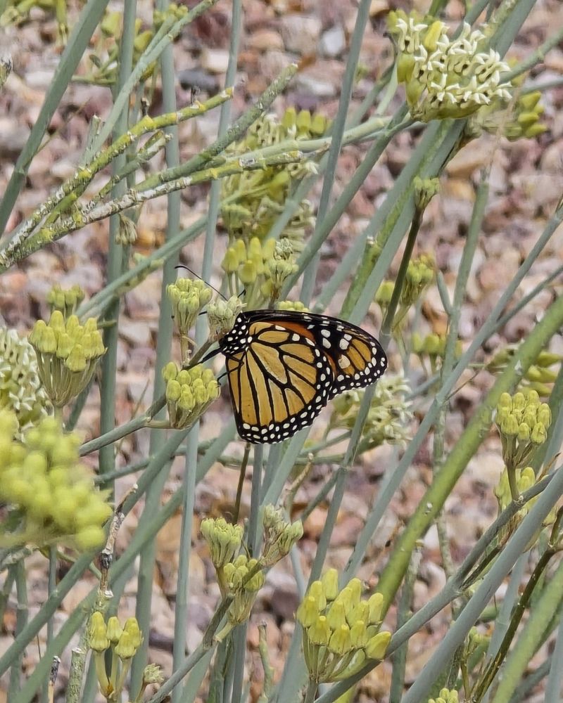 Native Desert Milkweed Supports Migrating Monarch Butterflies Native Desert Milkweed Supports Migrating Monarch Butterflies