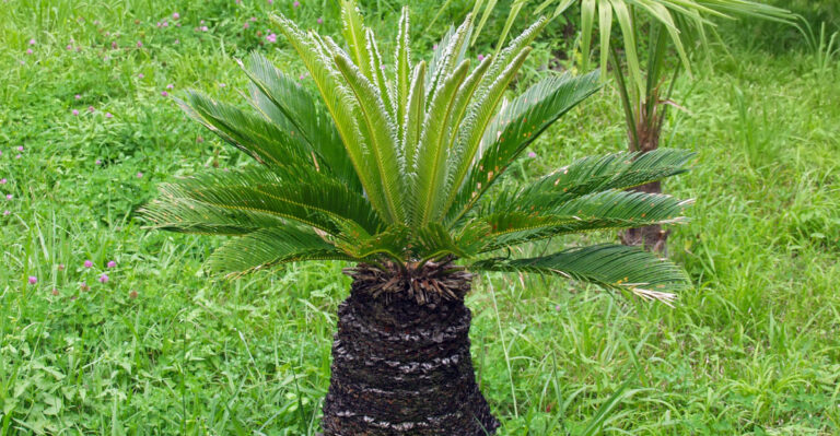 Native Florida Trees To Plant Instead Of Water Oaks For Better Storm Resilience