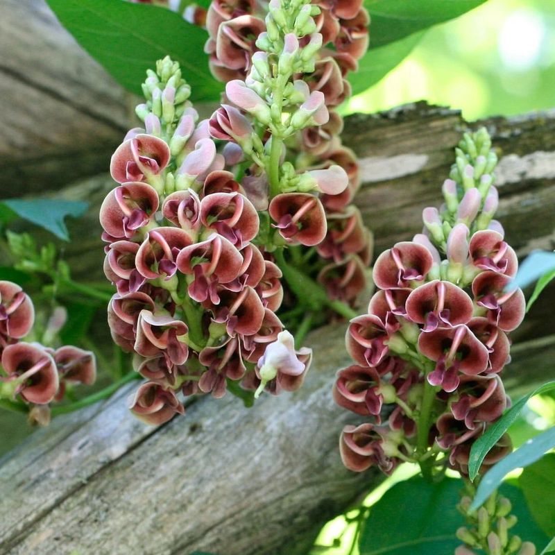 Native Flowers Add Pollinator Value Above Ground Native Flowers Add Pollinator Value Above Ground