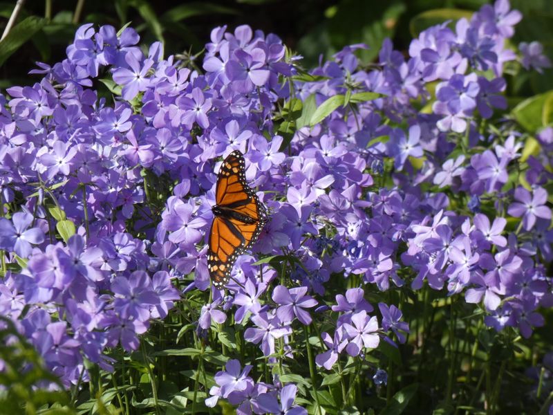 Native Flowers Feed More Local Pollinators
