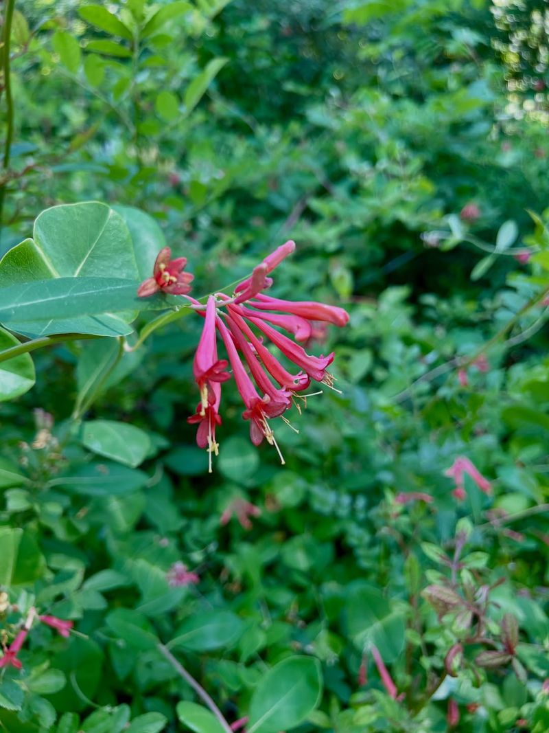 Native Flowers Fit Local Birds Native Flowers Fit Local Birds