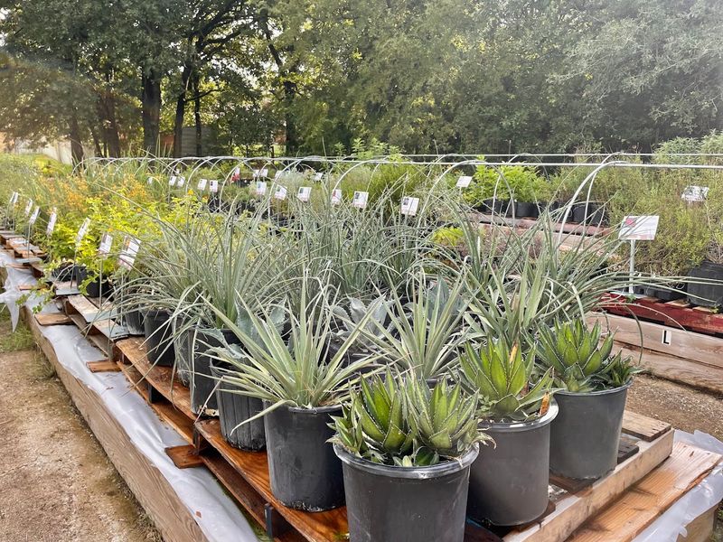 Native Gardeners - Arlington Native Gardeners - Arlington