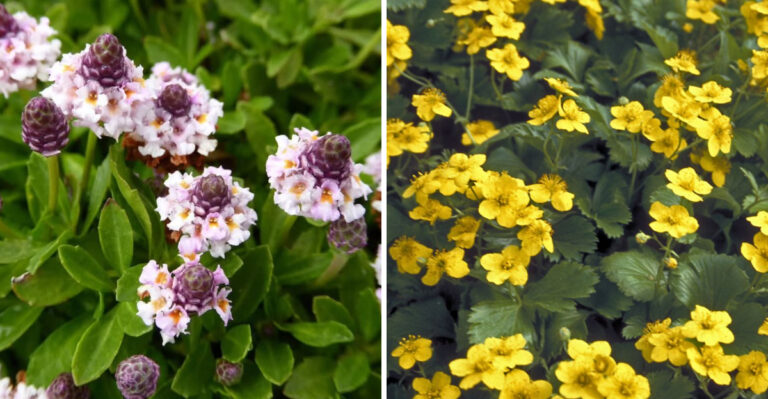 Native Georgia Ground Covers That Need Less Water Than Traditional Lawns