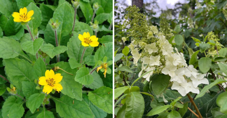 Native Georgia Plants That Make Hillsides Easier To Maintain
