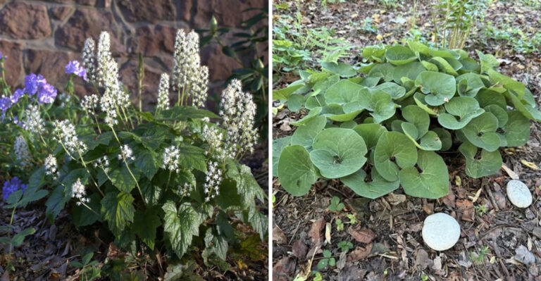 Native Georgia Plants That Replace Pine Straw In Shady Yard Spots