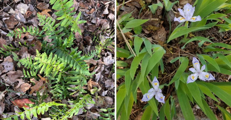 Native Georgia Plants That Thrive Beneath Oak Trees