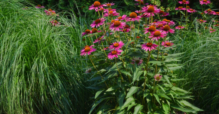 Native Georgia Plants That Work Better Than Ornamental Grasses Along Driveways